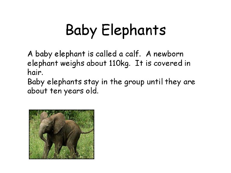 Baby Elephants  A baby elephant is called a calf.  A newborn elephant
